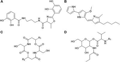 A Metabolomics and Molecular Networking Approach to Elucidate the Structures of Secondary Metabolites Produced by Serratia marcescens Strains